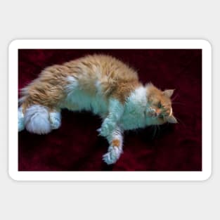 cat lying in red Sticker